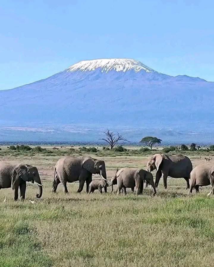 Tsavo Est 2 GG