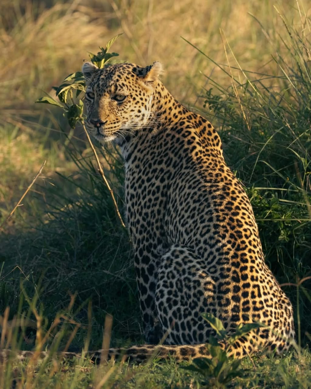 Kenya